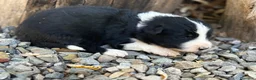 Border Collie perros en venta: 🐾🐾Border Collie con pedigree – 5 hembras🐾🐾 - Anuncio 4