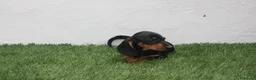 Teckel Miniatura perros en venta: Teckel Miniatura  - Anuncio 16