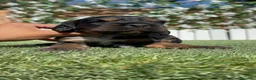 Cocker Spaniel Inglés perros en venta: COCKER SPANIEL INGLES - Anuncio 5