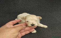 Maltipoo perros en venta: Preciosa maltipoo toy - Imagen 2