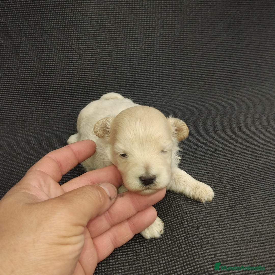 Maltipoo perros en venta: Preciosa maltipoo toy - Imagen 2