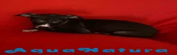Pequeño Lebrel Italiano perros en venta: Lebrel Italiano Hembra 6224 de BN- AQUANATURA en Barcelona - Anuncio 6