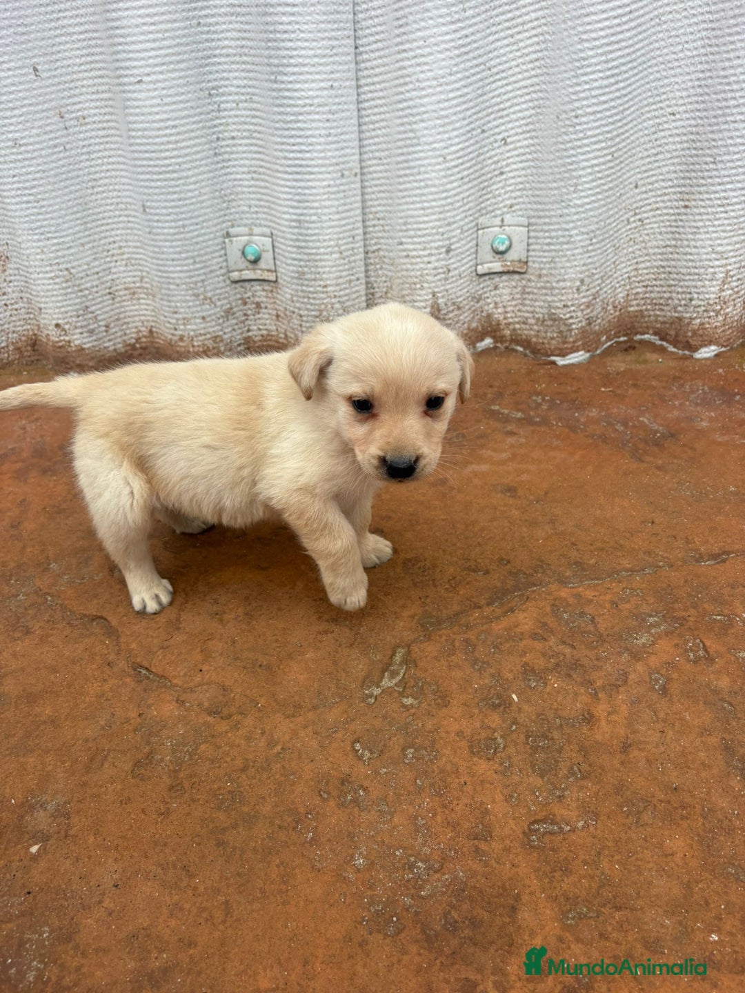 Labrador Retriever perros en venta: Labrador retriever  - Anuncio 16