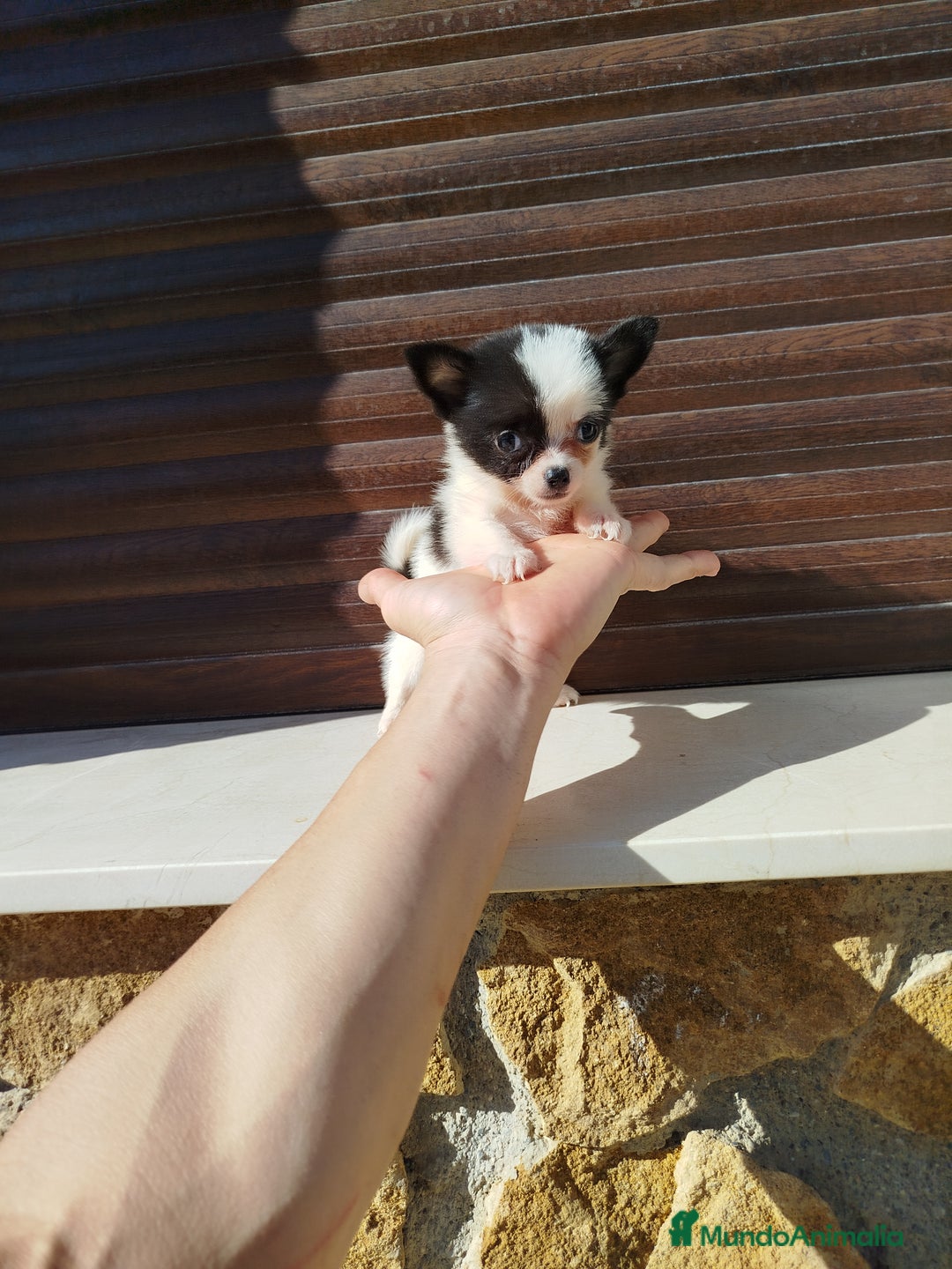Chihuahua perros en venta: Chihuahua  - Imagen 8