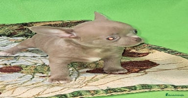 Chihuahua perros - Anuncio 9