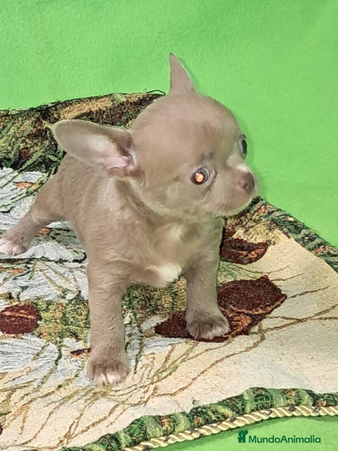 Chihuahua perros en venta: MACHO TOY EXCLUSIVO LILAC LINEA RUSA - Imagen 2