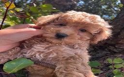 Caniche Toy perros en venta: Caniches toy y enanos  - Imagen 6