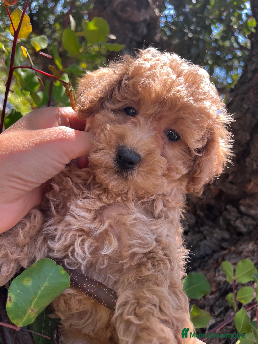 Caniche Toy perros en venta: Caniches toy y enanos  - Imagen 6