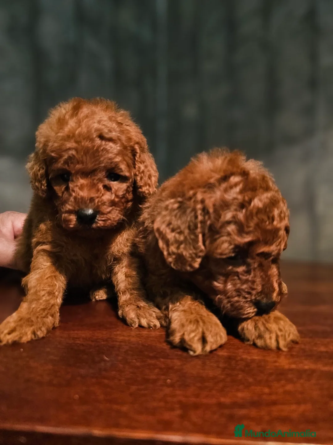 Caniche Toy perros en venta: caniche toy rojos super pequeños  - Anuncio 1