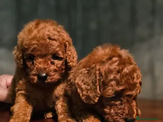 Caniche Toy perros caniche toy rojos super pequeños - Anuncio 5