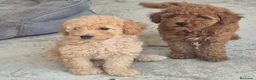 Caniche Toy perros en venta: Cachorros de caniche toy apricot y rojos - Anuncio 2