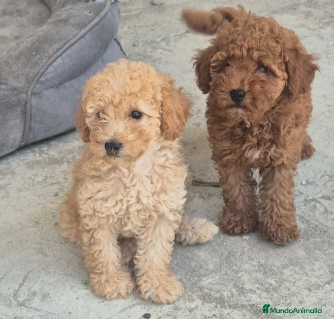 Caniche Toy perros en venta: Cachorros de caniche toy apricot y rojos - Anuncio 2