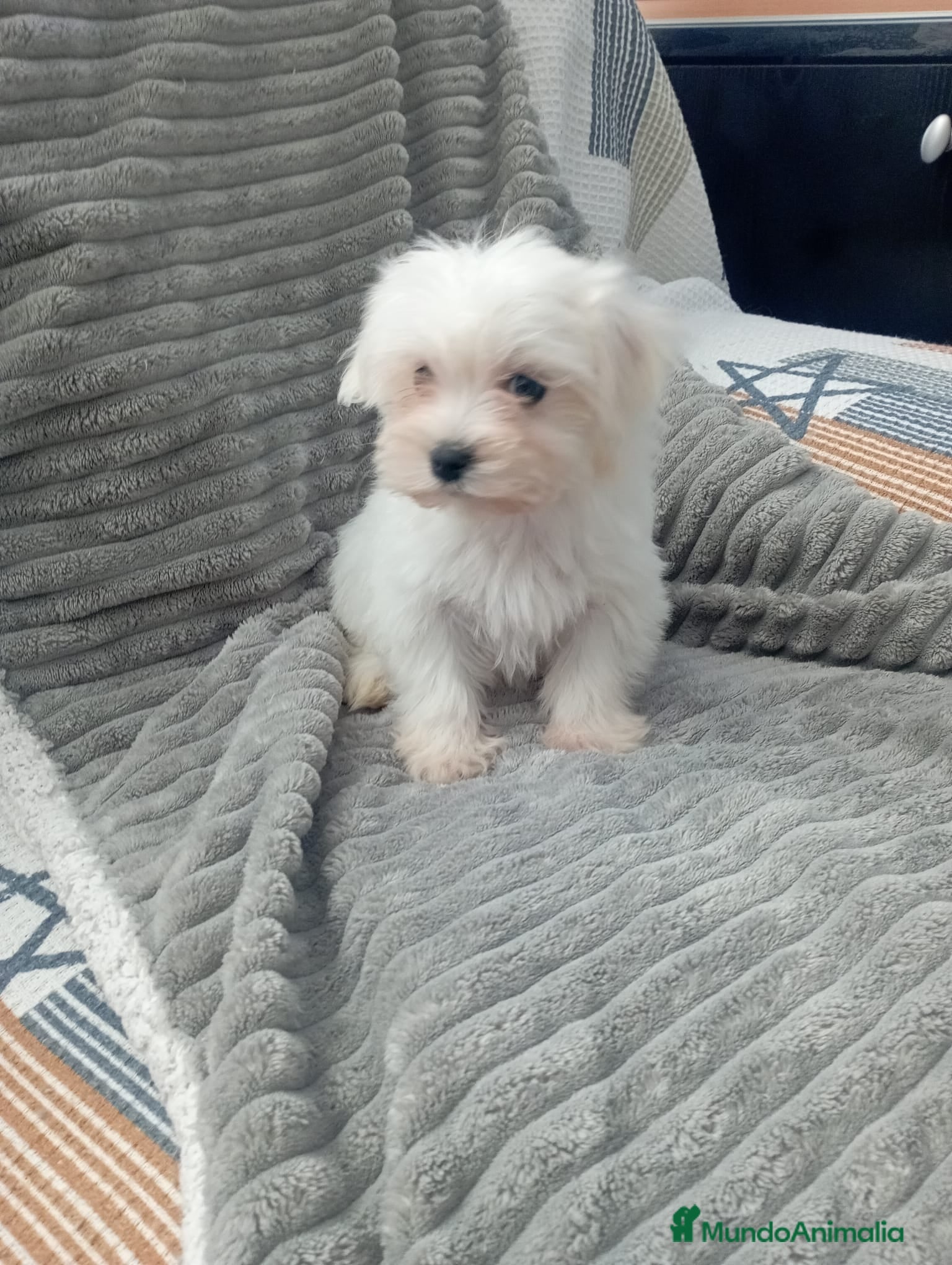 Bichón Maltés perros Bichón maltes linea americana  - Anuncio 3