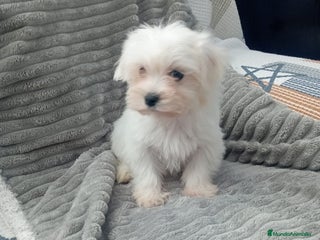 Bichón Maltés perros Bichón maltes linea americana - Anuncio 3