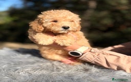 Caniche Mediano perros en venta: Caniche enano Apricot  - Anuncio 4