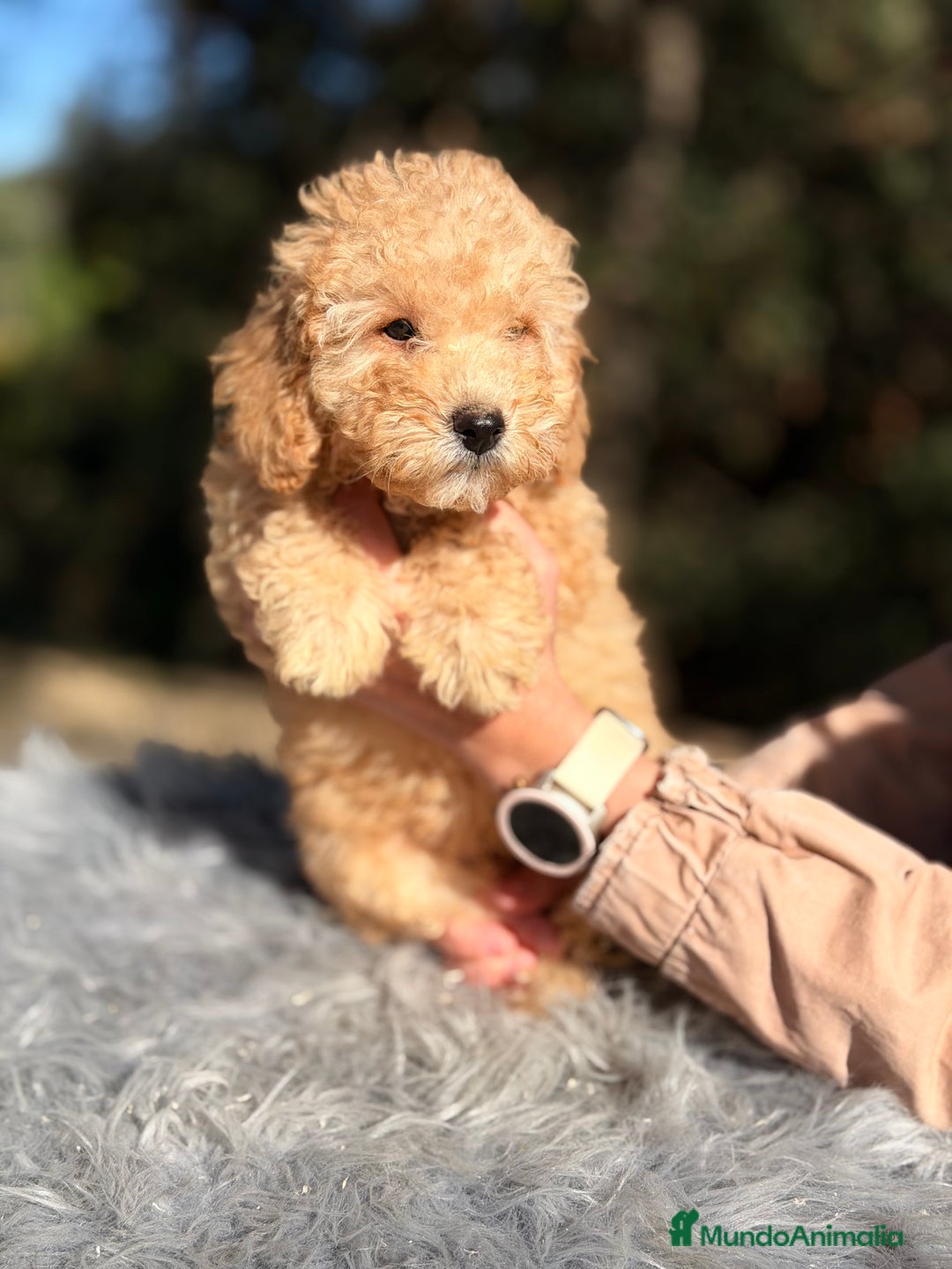 Caniche Mediano perros en venta: Caniche enano Apricot  - Anuncio 4