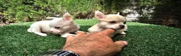 Chihuahua perros en venta: Cachorros chihuahua mini toy - Anuncio 4
