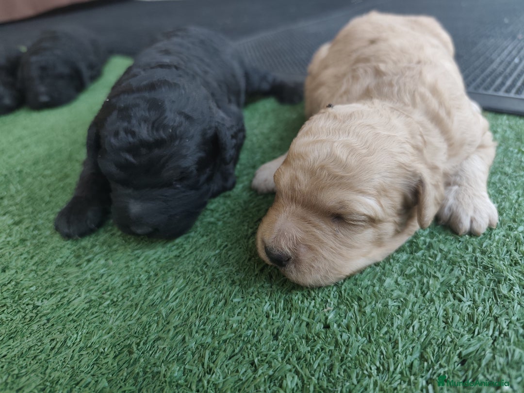 Perro de Agua Español perros en venta: Cachorros perros de agua español - Imagen 9