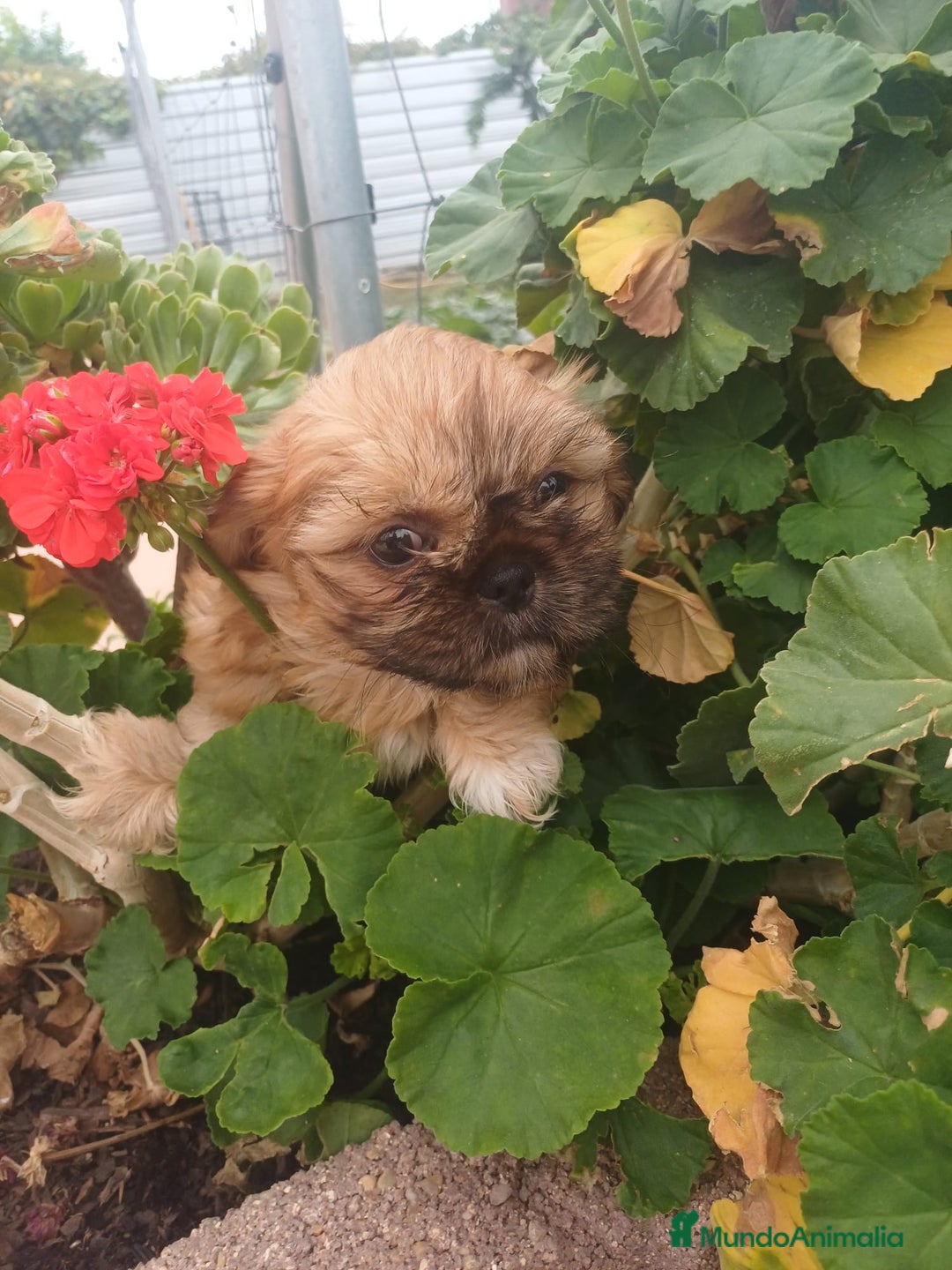 Shih Tzu perros en venta: Espectacular zhizu  - Anuncio 5