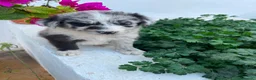Border Collie perros en venta: Border Collie - Anuncio 4