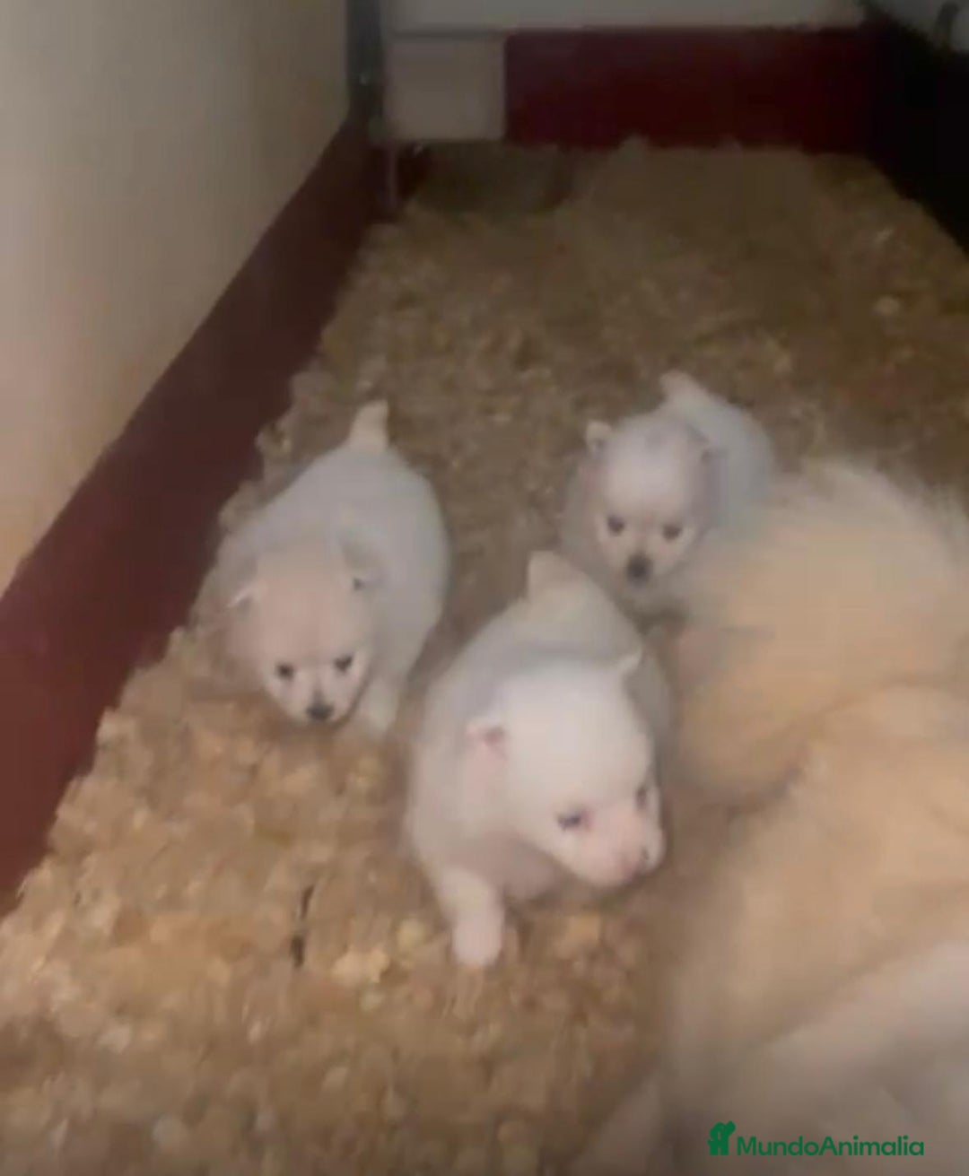 Pomerania perros en venta: Lulu pomerania toy  - Anuncio 9