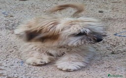 Bichón Habanero perros en venta: Hembra bichon habanero adopción  - Imagen 5