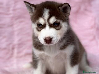 Husky Siberiano perros en Barcelona - Anuncio 6