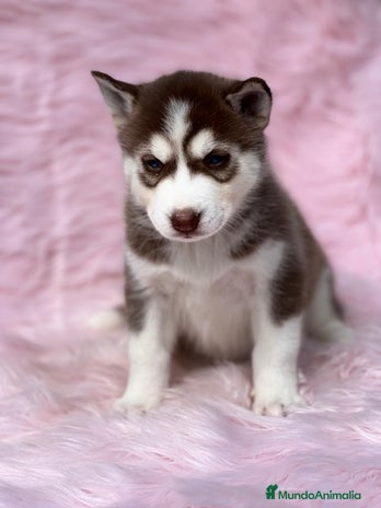 Husky Siberiano perros en Barcelona - Anuncio 3