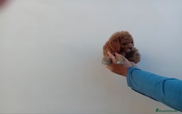 Teckel Miniatura perros en venta: ‼️‼️CANICHE HEMBRA TOY ROJA 50% ASIÁTICA - Imagen 1