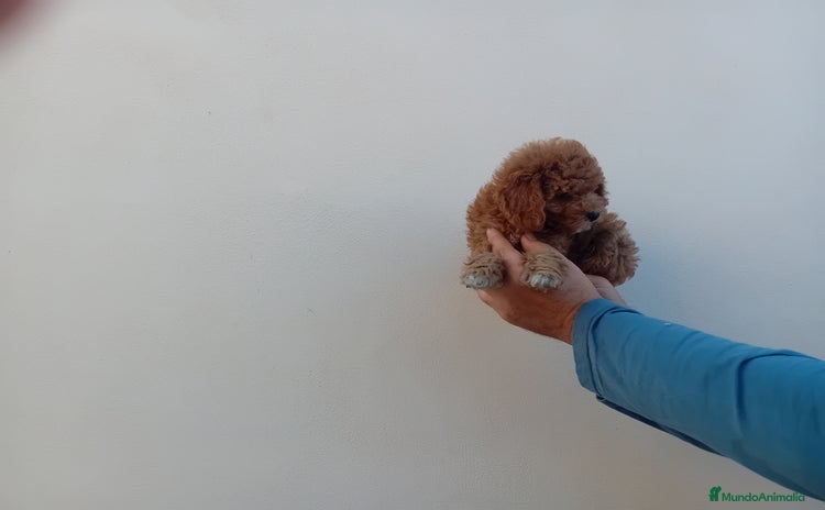 Teckel Miniatura perros - Anuncio 7