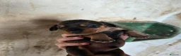 Teckel perros en venta: Teckel - Anuncio 10