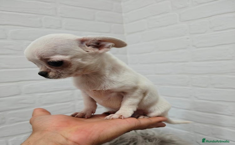 Chihuahua perros - Propaganda 1
