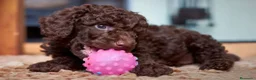 Caniche Toy perros en venta: Caniche Toy, Chocolate - Anuncio 3
