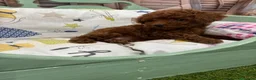 Caniche Toy perros en venta: Caniche Toy con muy buena solidificación de color! - Anuncio 7