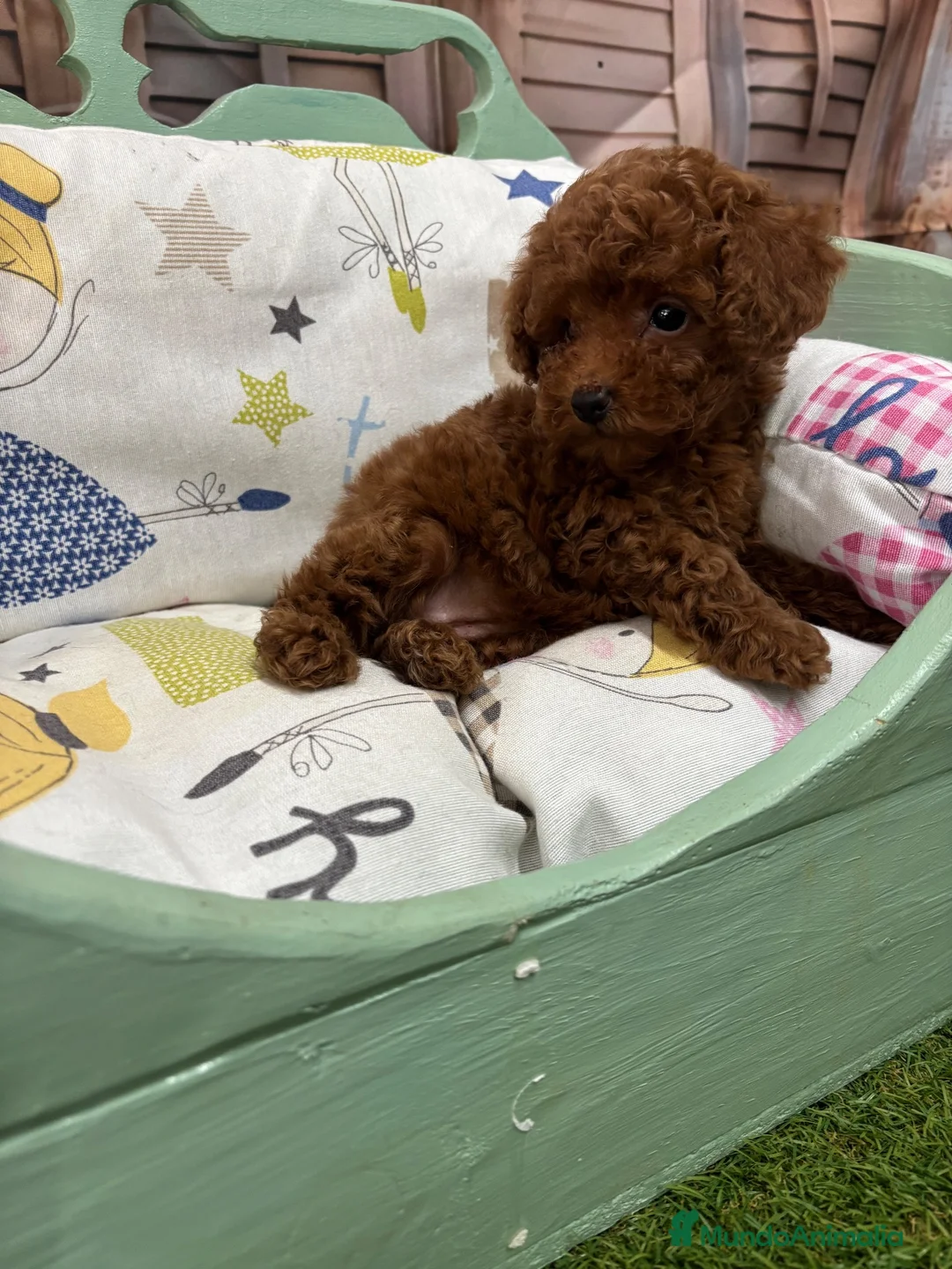 Caniche Toy perros en venta: Caniche Toy con muy buena solidificación de color! - Anuncio 7