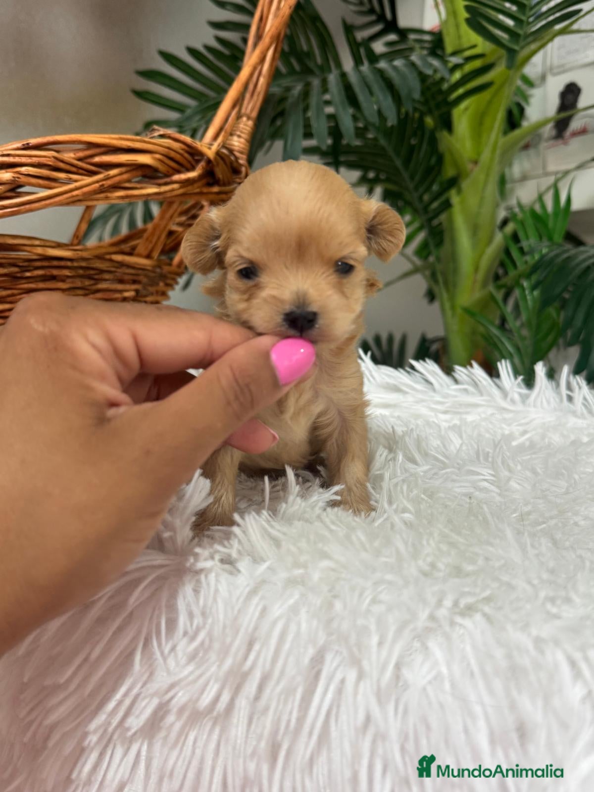 Maltipoo perros MALTIPOO HEMBRA - Anuncio 1