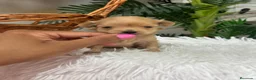 Maltipoo perros en venta: MALTIPOO HEMBRA - Anuncio 2