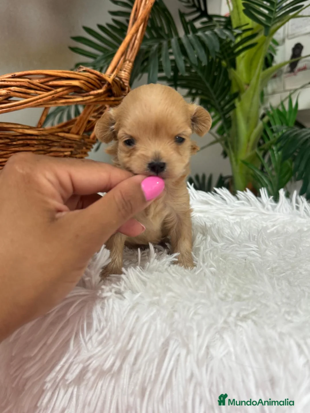 Maltipoo perros en venta: MALTIPOO HEMBRA - Anuncio 2
