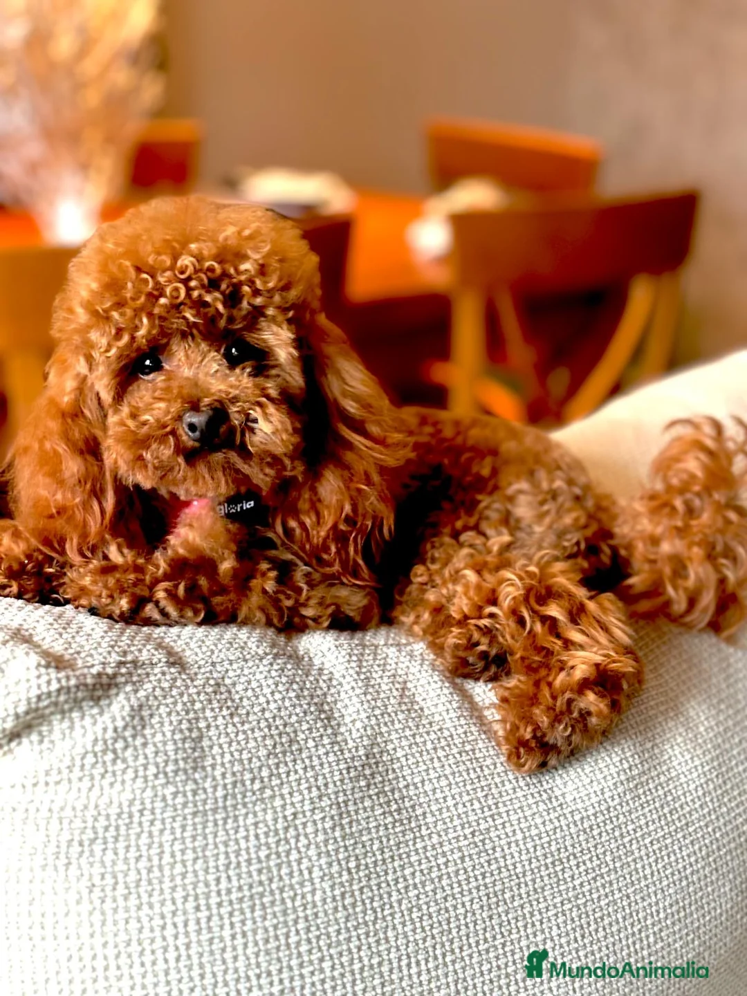 Caniche Toy perros en venta: Caniche toy simpáticos y diminutos cachorritos!! - Anuncio 1