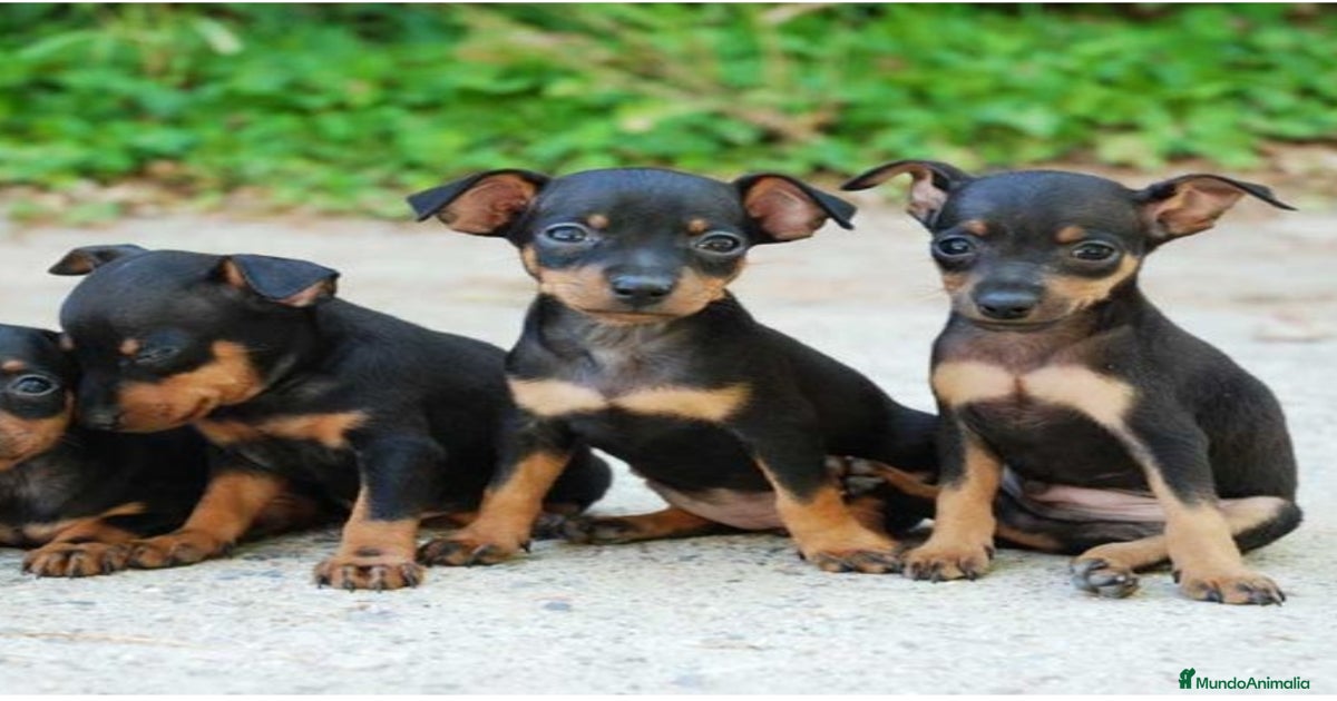 Pincher mini en venta en Alicante | MundoAnimalia