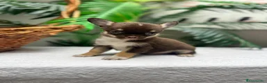 Chihuahua 1