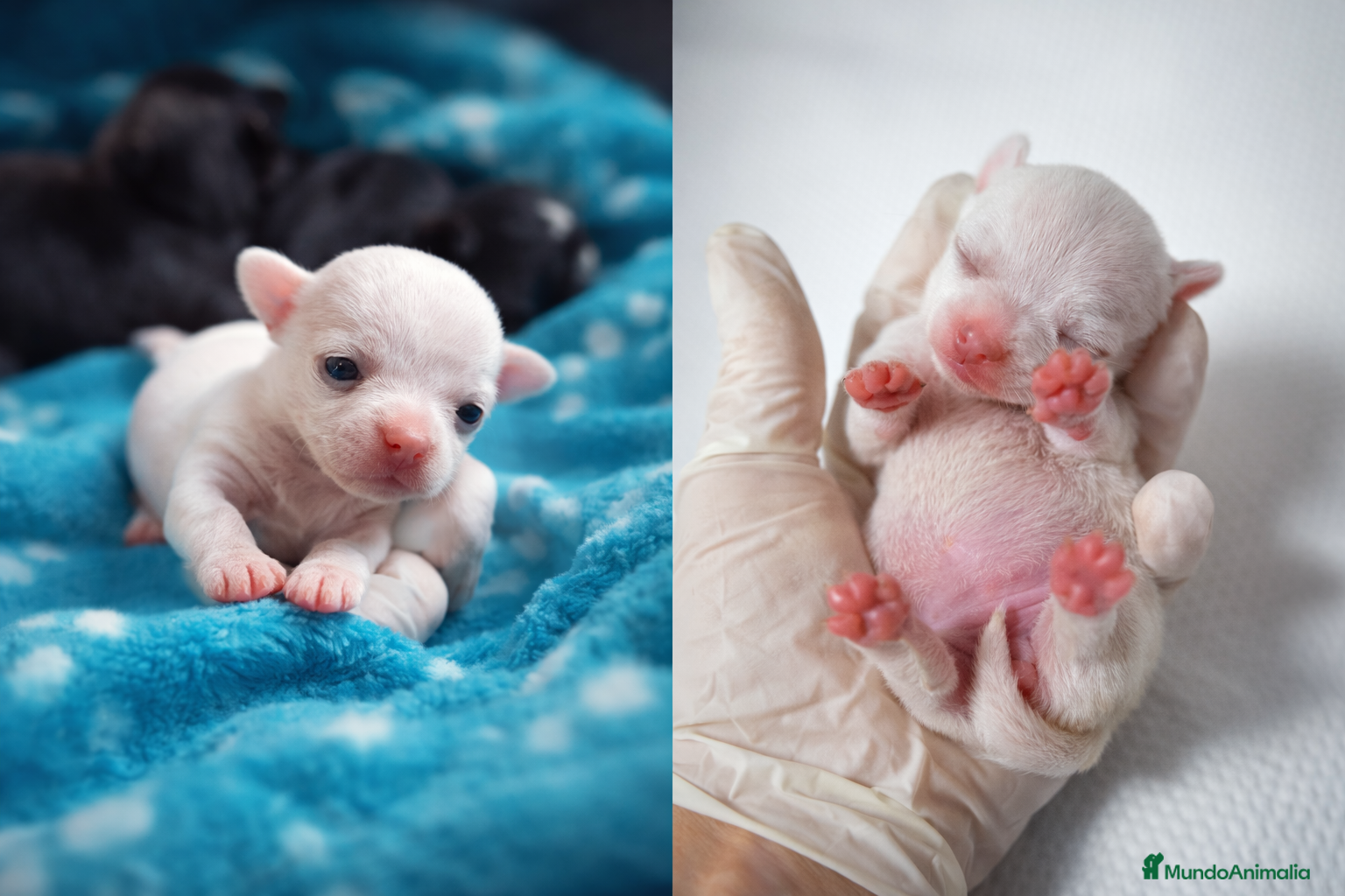 Chihuahua perros CHIHUAHUAS BLANCOS EXCLUSIVOS – HEMBRA Y MACHO  - Anuncio 1