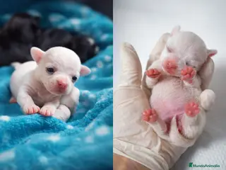 Chihuahua perros CHIHUAHUAS BLANCOS EXCLUSIVOS – HEMBRA Y MACHO - Anuncio 1