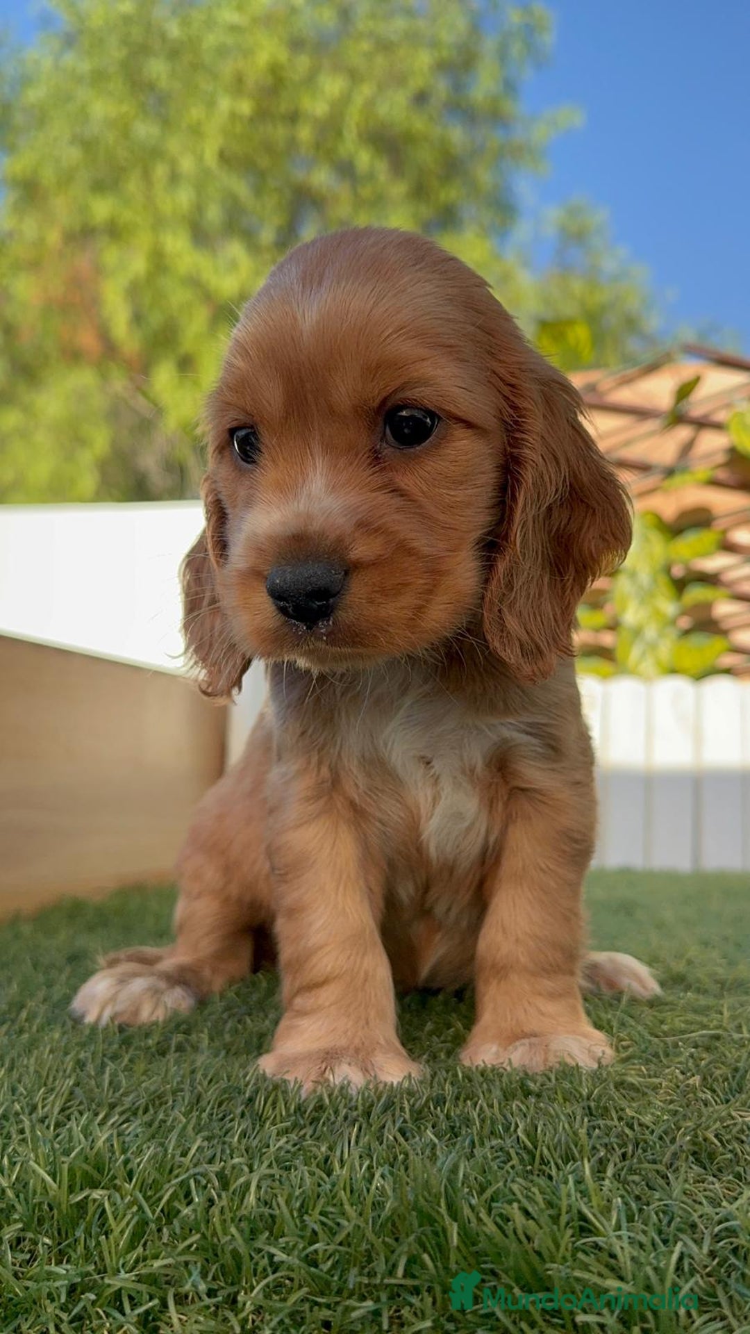 Cocker Spaniel Inglés perros en venta: COCKER SPANIEL INGLES - Imagen 5