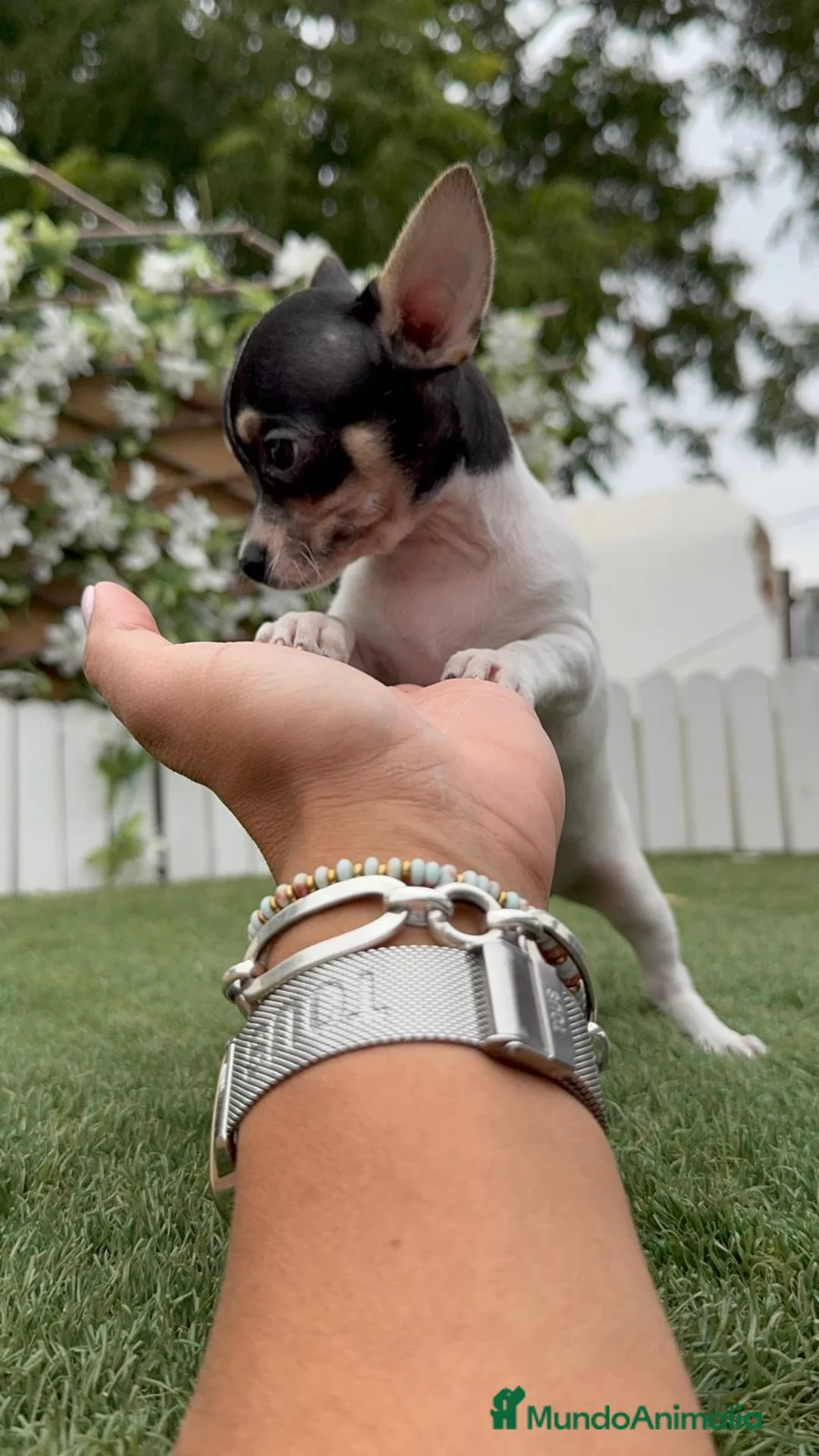 Chihuahua perros en venta: CHIHUAHUA HEMBRA - Anuncio 12