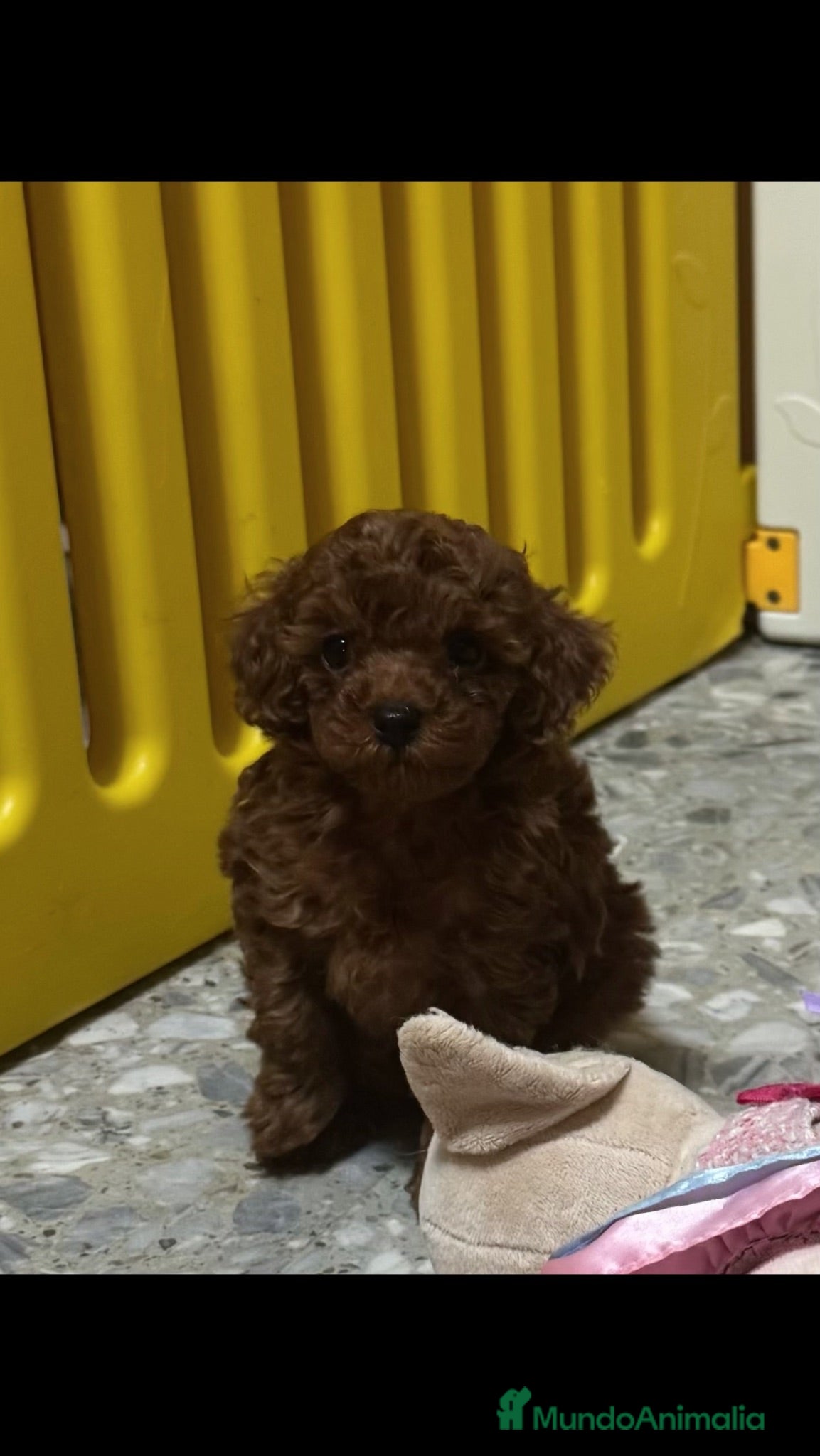 Caniche Toy perros Caniche Toy macho disponible - Anuncio 1