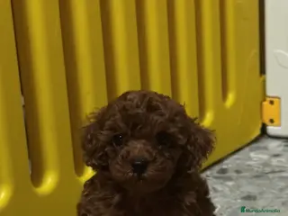 Caniche Toy perros Caniche Toy macho disponible - Anuncio 1