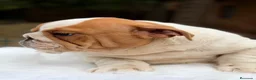 Bulldog Inglés perros en venta: Bulldog inglés de calidad  - Anuncio 4