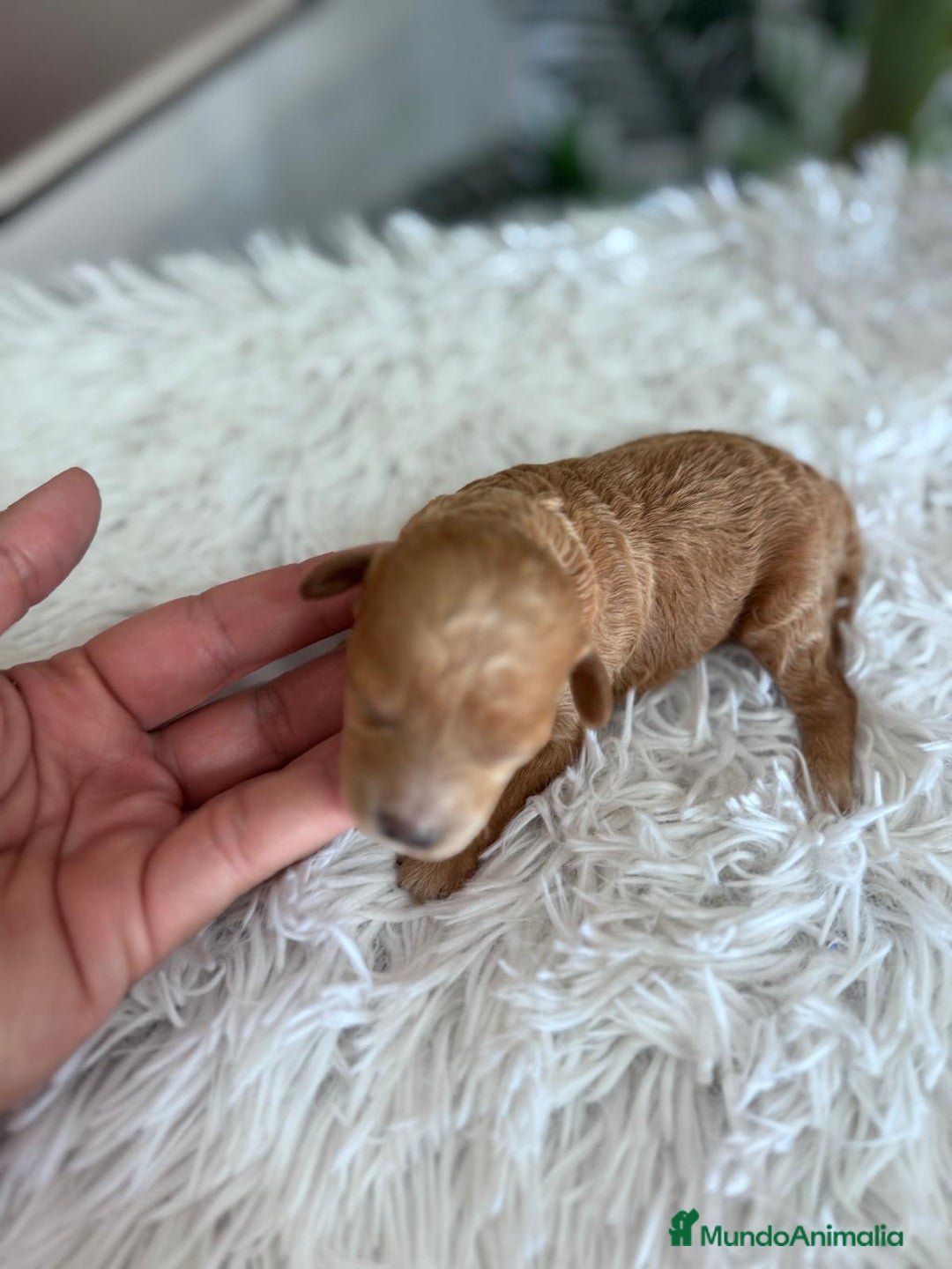 Caniche Toy perros en venta: CANICHE TOY HEMBRA - Imagen 14