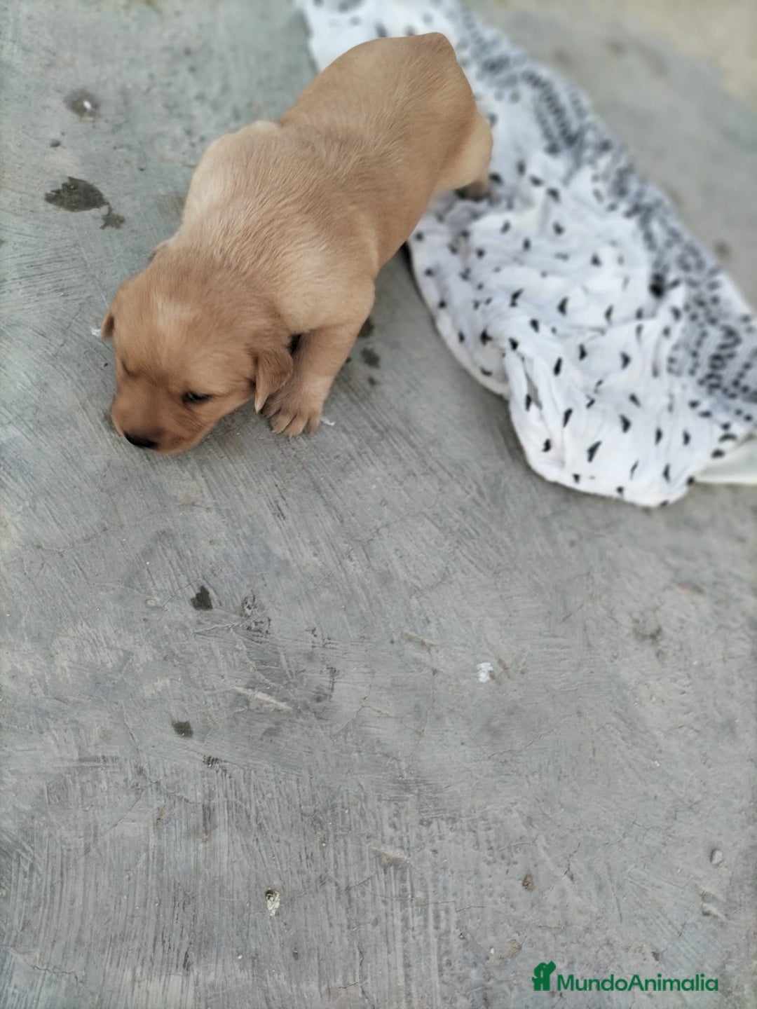 Labrador Retriever perros en venta: Labrador dorado - Imagen 4